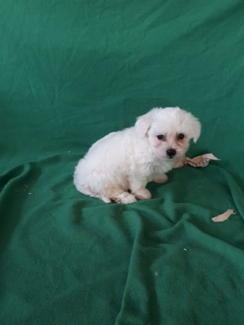 Cuccioli razza Maltese in offerta - Foto 4