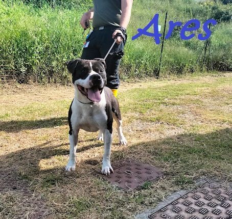 ARES 2-3anni cerca casa con persona esperta!