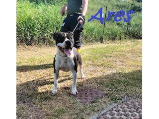 ARES 2-3anni cerca casa con persona esperta!