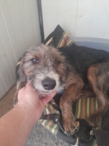 POLDO 11 MESI SIMIL SPINONE IN CANILE - Foto 2