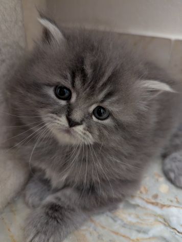 Gattini Persiani