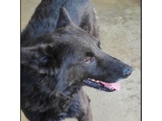 CAGNOLINO IN ADOZIONE