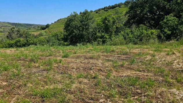 Uliveto in vendita a Castel Frentano - Foto 4