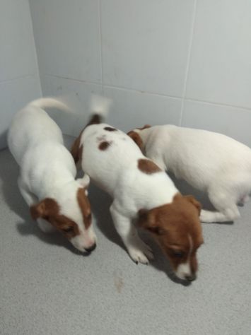 JACK RUSSELL CUCCIOLI - Foto 3