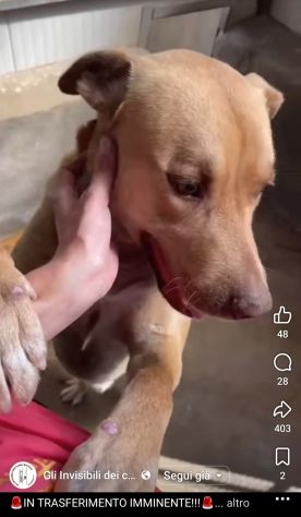 Il dolce Freesby cerca casa cane in adozione - Foto 3
