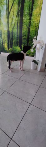 Regalo cucciolo incrocio border collie - Foto 9