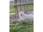 REGALO CANE SUMIL MAREMMANO