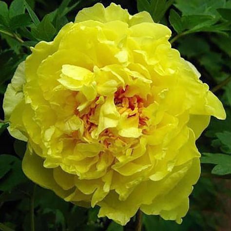Semi peonie doppie - Foto 8
