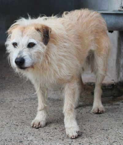 MILO 6 ANNI 15/16 KG taglia media piccola - Foto 4