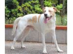 Toby cane un po’ timoroso, adozione responsabile