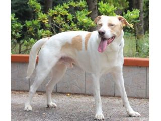 Toby cane un po’ timoroso, adozione responsabile