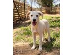 Regalo cuccioli mix Labrador pastore