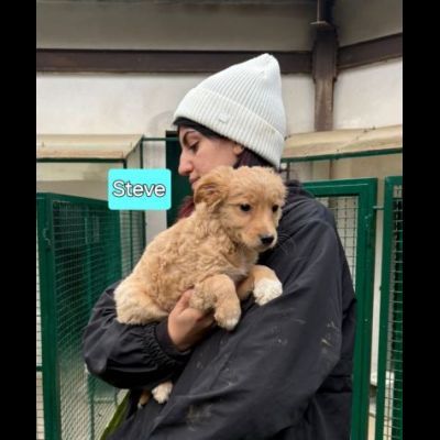 Cambiate il loro destino, Mamma e cuccioli in adozione - Foto 6