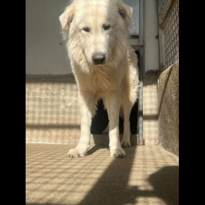 OWELL alla ricerca della libertà, CANE IN ADOZIONE - Foto 3