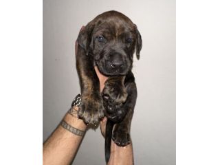 🐾Cuccioli di cane corso in cerca di una famiglia 🐾