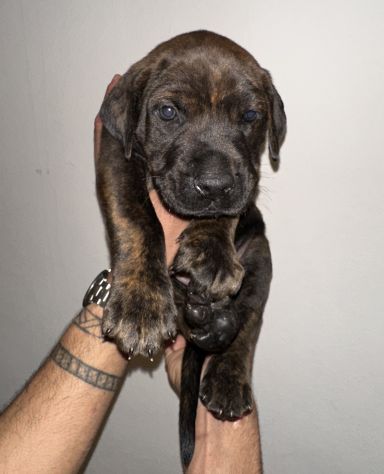 🐾Cuccioli di cane corso in cerca di una famiglia 🐾