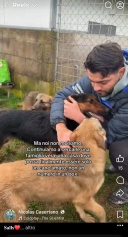 SALLY LA TENEREZZA CANE IN ADOZIONE TG MEDIA - Foto 3