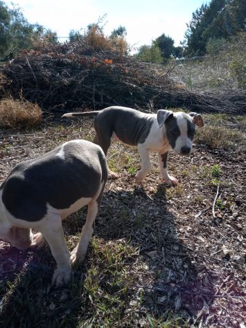 Allevamento e Cuccioli Amstaff Blu in Puglia Bari Lecce Taranto Foggia Brindisi - Foto 6
