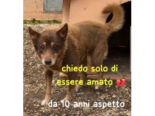 BINGO 10 ANNI 15 KG taglia media piccola
