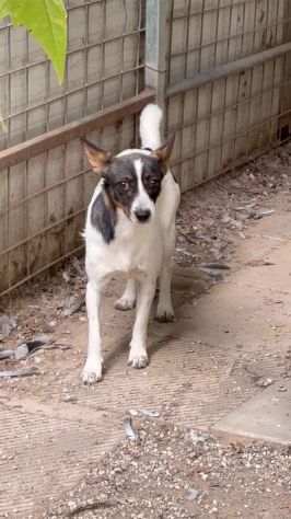 Bonnie: adozione del cuore - Foto 5