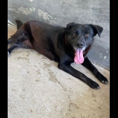 SELENE PRIGIONIERA SENZA COLPA CAGNOLINA IN ADOZIONE - Foto 2