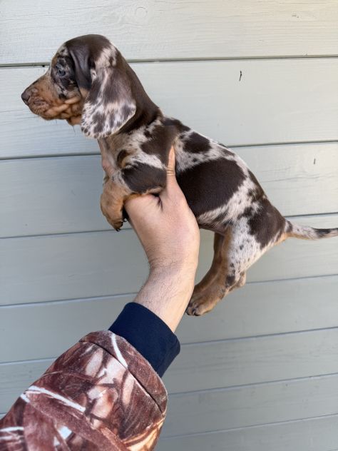 Cuccioli di Bassotto Arlecchino - Foto 4