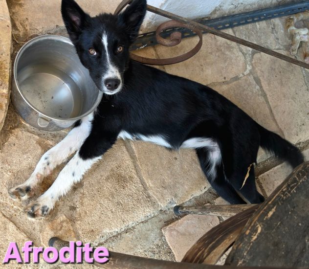 AFRODITE - Foto 6