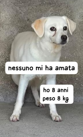 BRICIOLA 14 ANNI - Foto 5