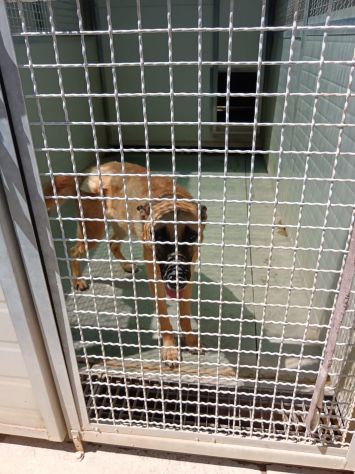 UN CUCCIOLONE CON IL CUORE SPEZZATO SPENCER – PASTORE MALINOIS 18 mesi - Foto 6