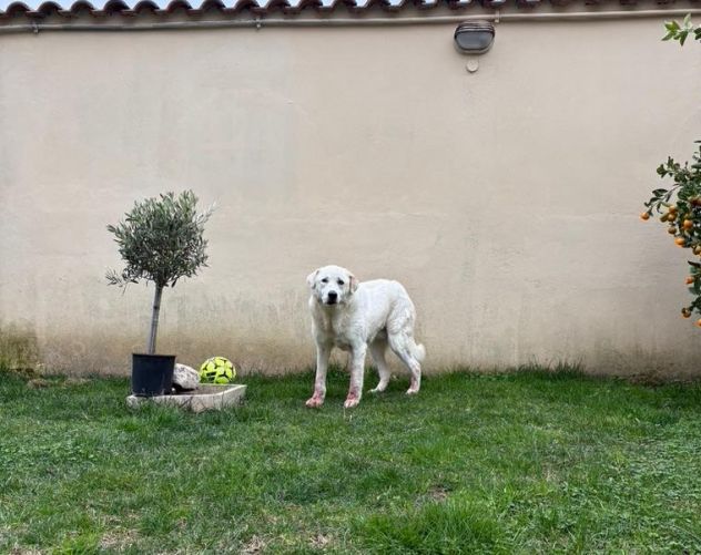 Consuelo: dolce, equilibrata, socievole - Foto 8