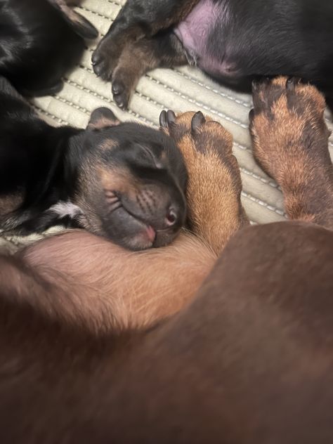 Cucciolo bassotto tedesco nano - Foto 9