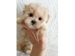 piccoli di maltipoo