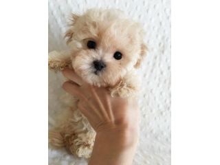 piccoli di maltipoo
