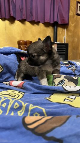 chihuahua toy pelo lungo - Foto 3