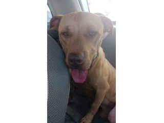 Pitbull 4ANNI SPLENDIDO BUONISSIMO NAPOLI SOS