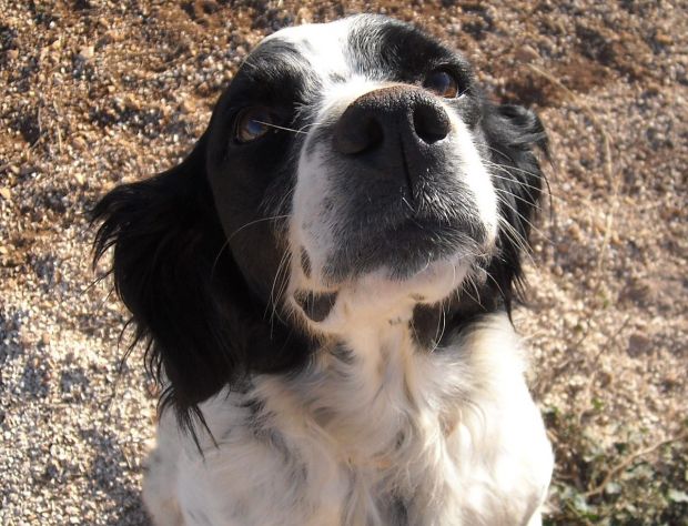 DIANA, splendida setter - Foto 5
