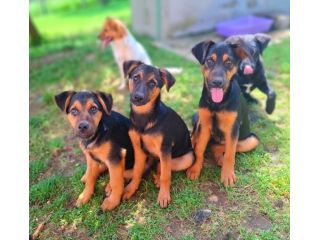 8 CUCCIOLI CERCANO AMORE! Tg media, dolcissimi!