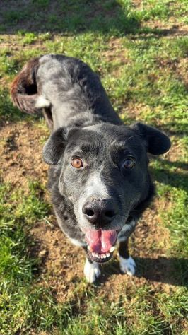 BENNY , UNA PICCOLA TENEREZZA, CANE IN ADOZIONE TG MEDIO CONTENUTA - Foto 5