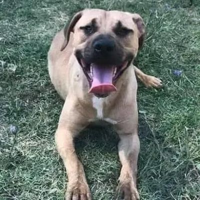 OTIS VIVACE ALLEGRO, MENDICA CAREZZE CANE IN ADOZIONE