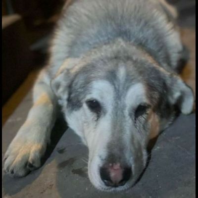CUCCIOLONE IN ADOZIONE - Foto 3