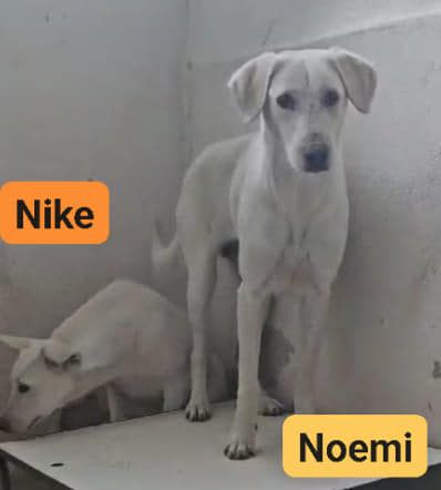 NIKE  E NOEMI CAGNOLINE IN ADOZIONE - Foto 2