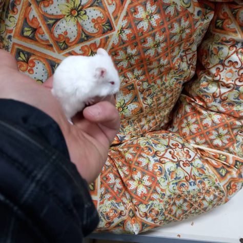 Cuccioli di criceti piccolissimi - Foto 2