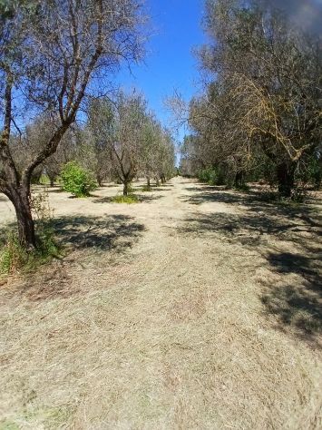 Uliveto da 1.86 ha - a Sud di Brindisi - Foto 5