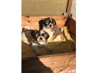 Cuccioli di Shihztu (Shih Tzu)