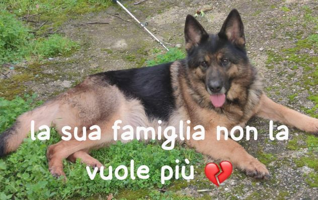 NUMA PASTORE TEDESCO 4 ANNI CESSIONE DI PROPRIETA’ - Foto 3