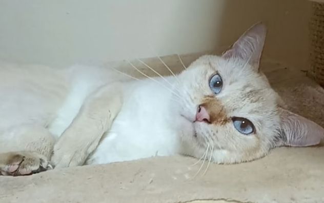 Disponibile Giovane Adulto Thai- Siamese Tradizionale