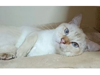 Disponibile Giovane Adulto Thai- Siamese Tradizionale