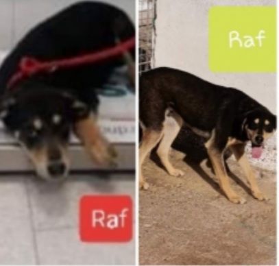 Buttati tra i rifiuti cuccioli da oltre 3anni chiusi h24 in box senza mai uscire