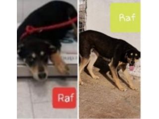 Buttati tra i rifiuti cuccioli da oltre 3anni chiusi h24 in box senza mai uscire