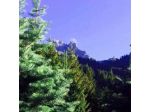 Chalet Brigitte